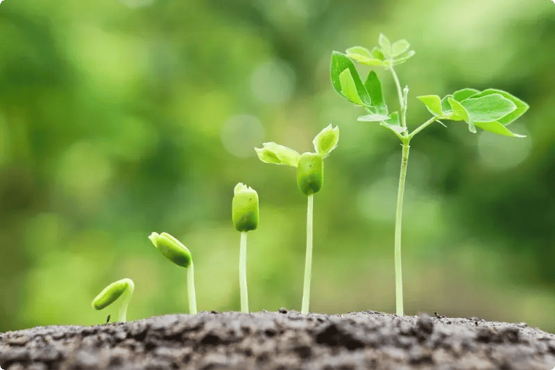 Plantje die groeit, van klein naar groot