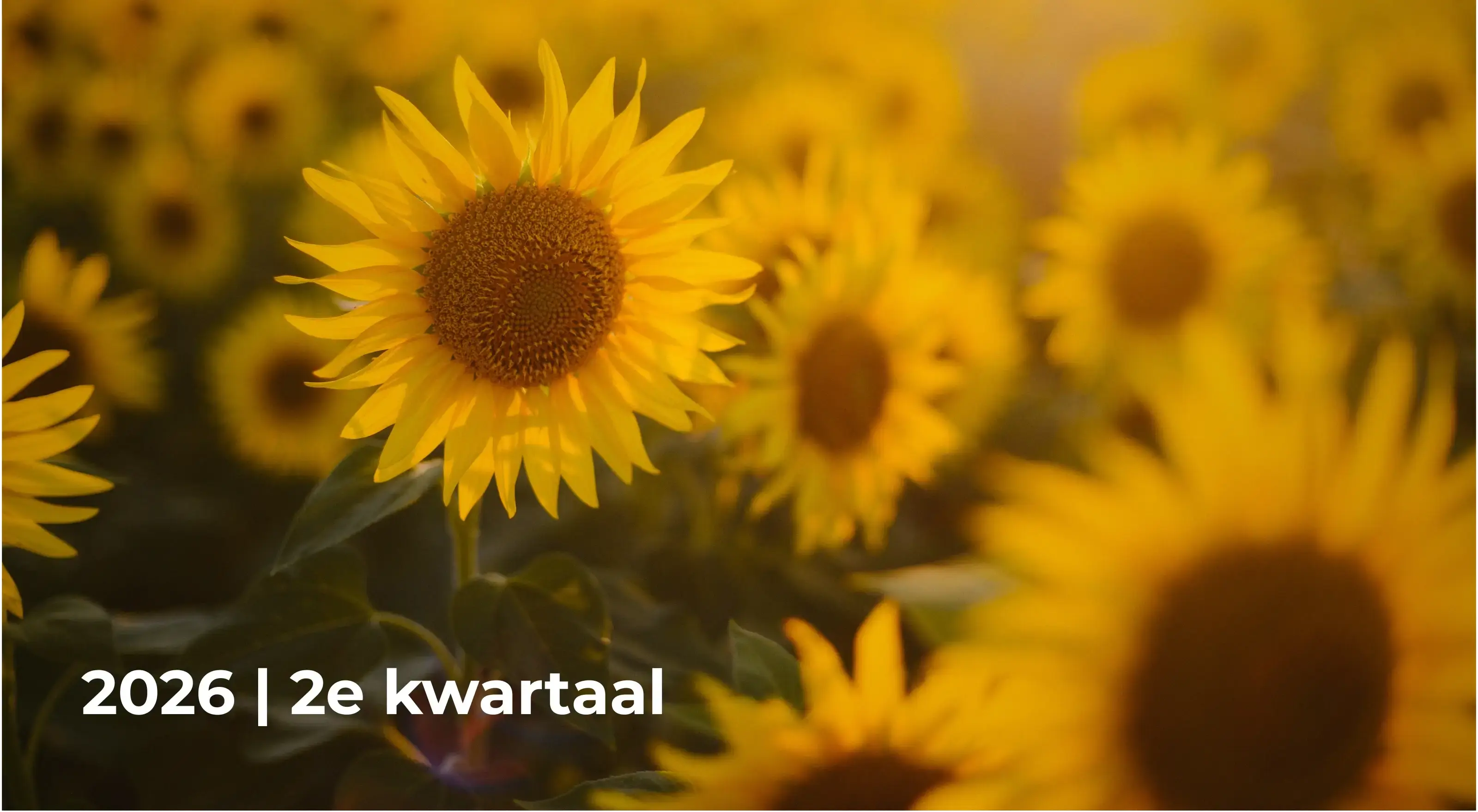 Kwartaalrapportage 2026 Q2
